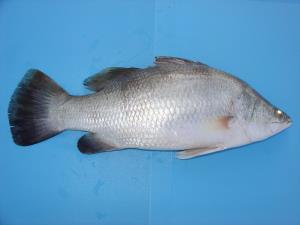 FROZEN BARRAMUNDI WHOLE CLEANED