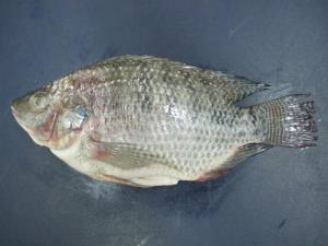 FROZEN BLACK TILAPIA WHOLE CLEANED