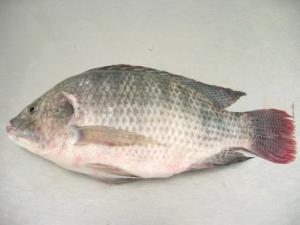 FROZEN BLACK TILAPIA WHOLE ROUND