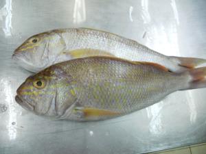 FROZEN GOLDBAND SNAPPER WHOLE CLEANED