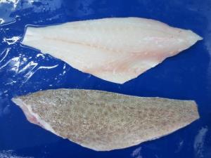 FROZEN GROUPER FILLET