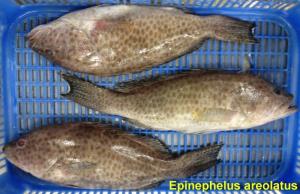 FROZEN GROUPER WHOLE CLEANED