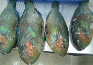 FROZEN PARROTFISH WHOLE CLEANED