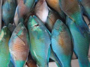 FROZEN PARROTFISH WHOLE ROUND