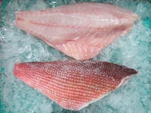 FROZEN RED SNAPPER FILLET