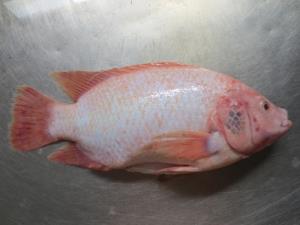 FROZEN RED TILAPIA WHOLE CLEANED