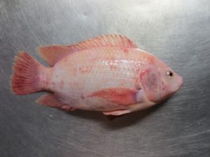 FROZEN RED TILAPIA WHOLE ROUND