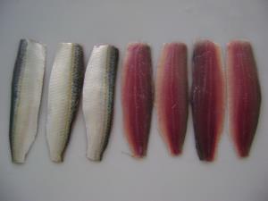 FROZEN SARDINE FILLET