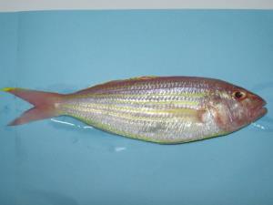 FROZEN GOLDEN THREAFIN BREAM WHOLE ROUND