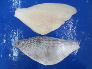 FROZEN WHITE SNAPPER (SHIRODAI) FILLET